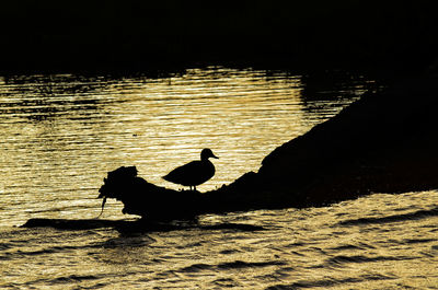Silhouette duck swimming in sea