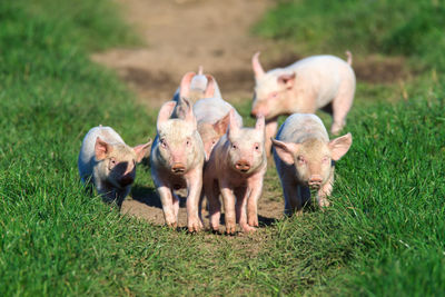 Pigs walking on field