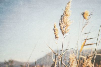 Close-up of plants against sky