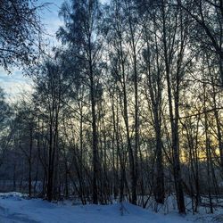 Snow covered trees in forest