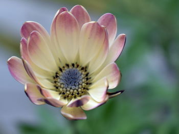 Close-up of purple flower