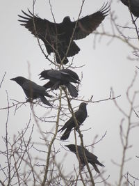 Low angle view of bird flying against sky