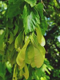 Close-up of green leaves on plant