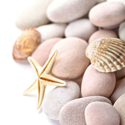 Close-up of seashells on white background