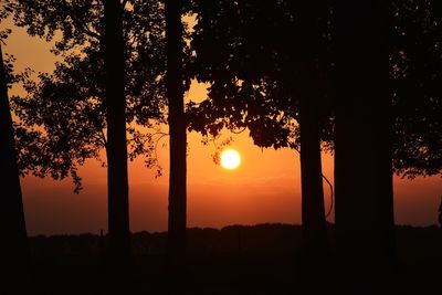 Silhouette of trees at sunset