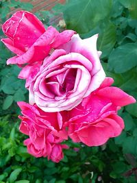 Close-up of pink rose