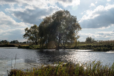 Tree by lake against sky