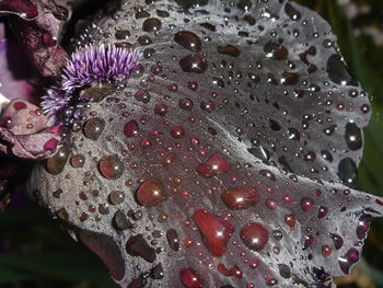 Close-up of flowers