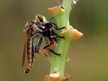 Close-up of insect on plant