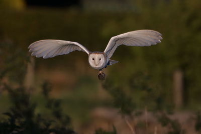 Barn owl hunting early morning 