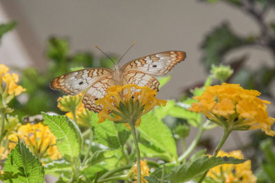 Close-up of butterfly pollinating on yellow flower