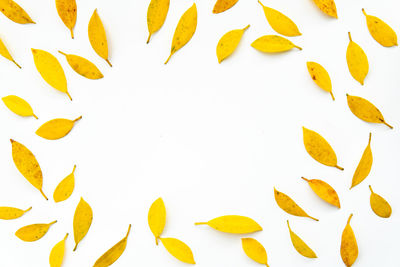 Directly above shot of yellow leaves against white background