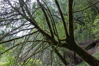 Low angle view of trees in forest