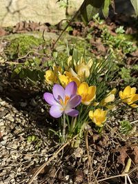 Close-up of purple crocus flowers on field