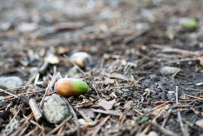 Close-up of fruits on field
