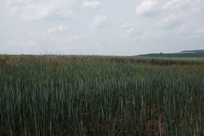 Scenic view of wheat field against sky