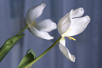 Close-up of white flowering plant