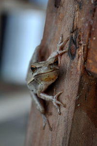 Close-up of toad on wood