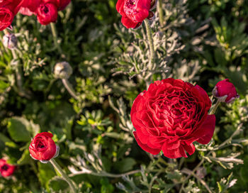 Close-up of red rose flower