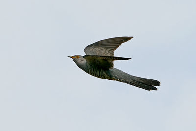 Low angle view of bird flying against clear sky