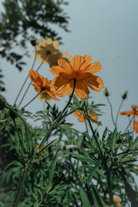 Close-up of orange flowering plant