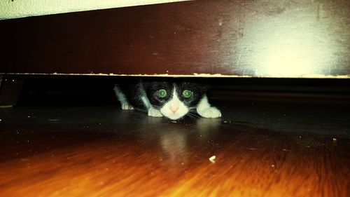 Portrait of cat on floor