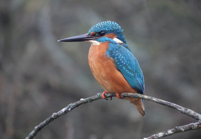 Close-up of bird perching on branch