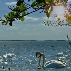 Close-up of swan on sea against sky