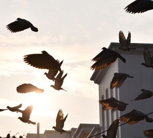 Low angle view of birds flying against sky