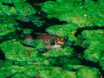 Close-up of frog in sea