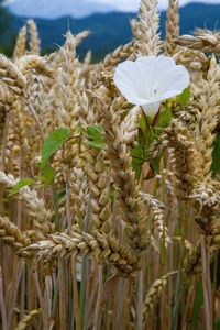 Close-up of wheat growing on field