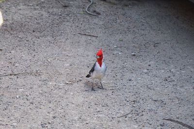 High angle view of songbird perching on ground