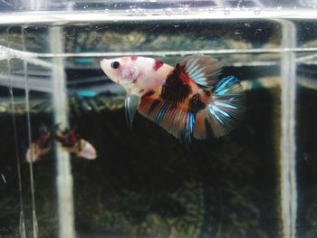 View of fish swimming in aquarium