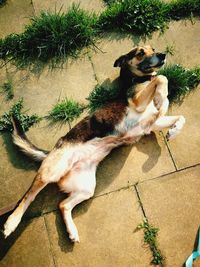 High angle view of dog relaxing on plant