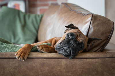 Close-up of dog sitting on sofa at home