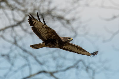 Low angle view of eagle flying