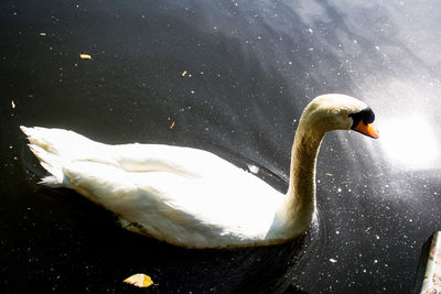 Close-up of swan swimming in lake