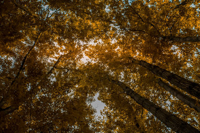 Low angle view of trees in forest