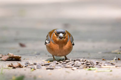 Close-up of a bird on field