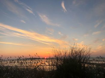 Silhouette plants on beach against sky during sunset