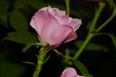 Close-up of pink flower blooming outdoors