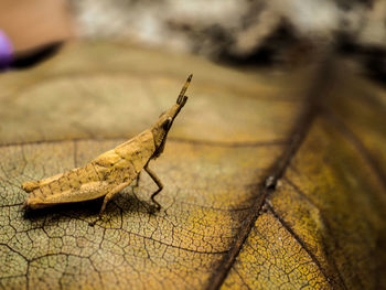 Close-up of insect on dry leaf