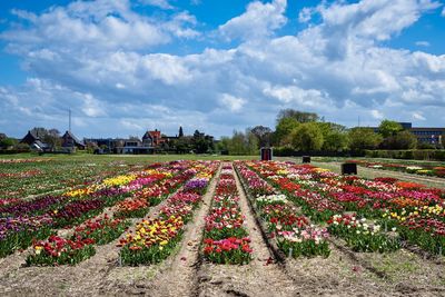 Multi colored flowering plants on field against sky