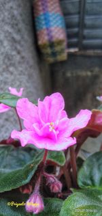 Close-up of pink flowering plant