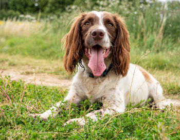 Portrait of dog sticking out tongue on field