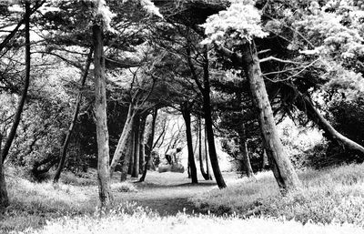 Trees on field in forest