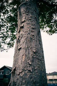 Low angle view of tree trunk against sky