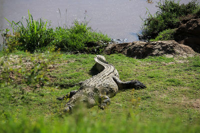 View of a turtle on grass