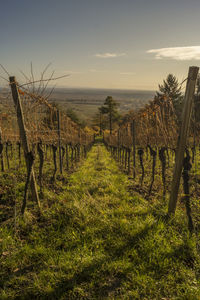 Scenic view of vineyard against sky