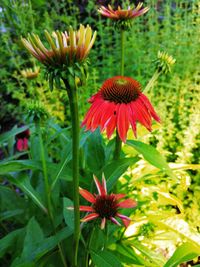 Close-up of red flowering plant